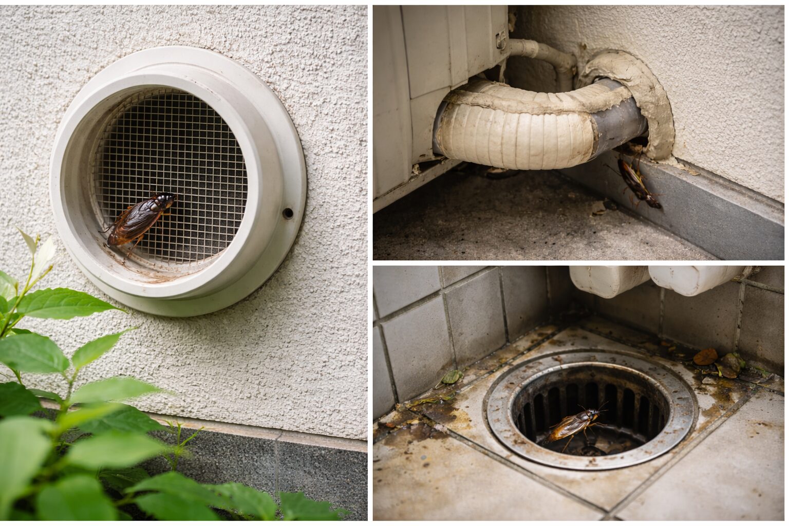 【重要対策】網戸を右側にしてもゴキブリが入ってくる理由と対策を紹介